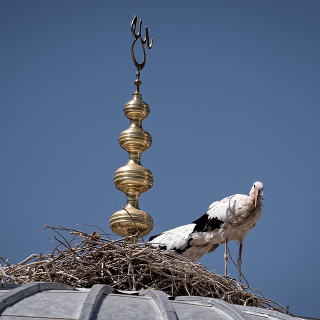 Leylekler cami kubbesindeki "alem"in altını mesken tuttu