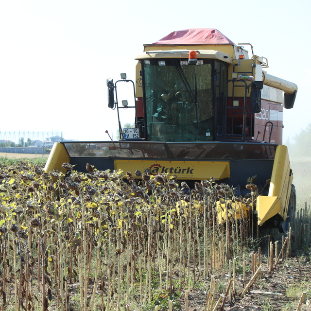 Kırklareli'nde ayçiçeği hasadı devam ediyor
