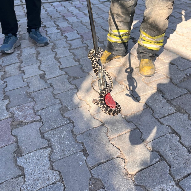 Konya'da evin bodrumuna giren yılan itfaiye ekibince yakalandı