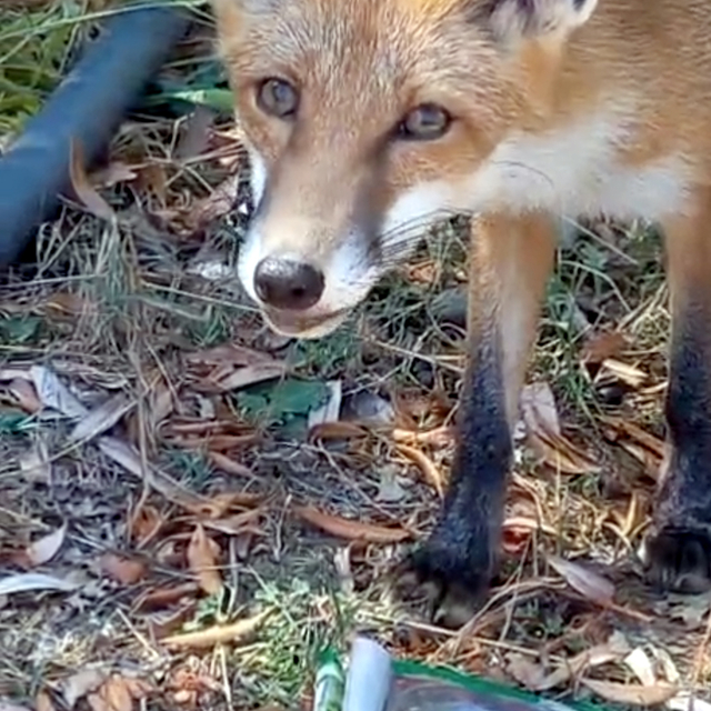 Sıcaktan bitkin düşen tilkinin su içtiği anlar kamerada