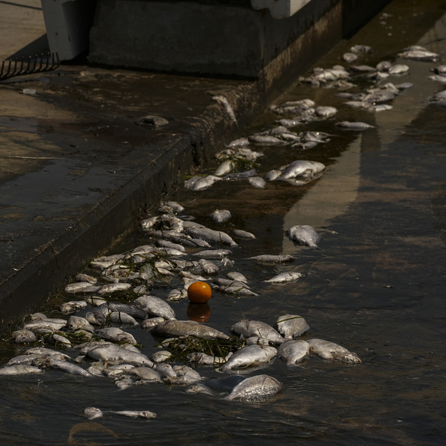 İzmir Körfezi'nde yeniden başlayan balık ölümleri sürüyor
