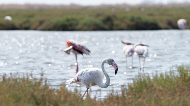 İzmir'de 'Flamingo Yolu' turu renkli görüntülere sahne oluyor