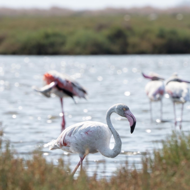 İzmir'de 'Flamingo Yolu' turu renkli görüntülere sahne oluyor
