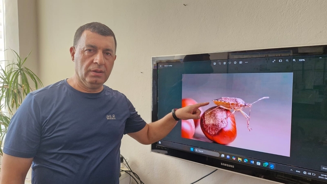 Diyarbakır'da da görülen istilacı türe karşı biyolojik mücadele çağrısı