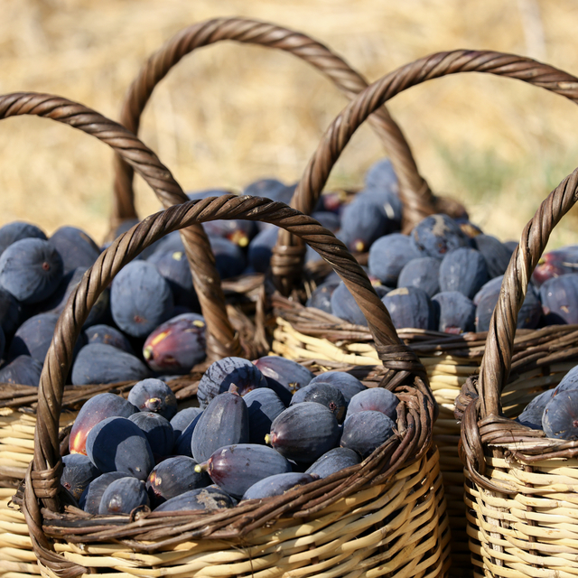 Türkiye'nin yeni kuru incir çeşidi "siyah orak"ta hasat sürüyor