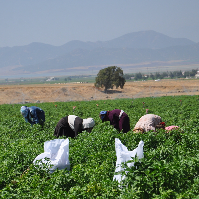Gaziantep'te kuraklığın vurduğu biberde hasat başladı