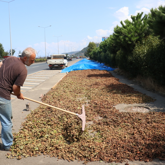 Karadeniz Sahil Yolu'ndaki kaldırımlarda fındık kurutma mesaisi başladı