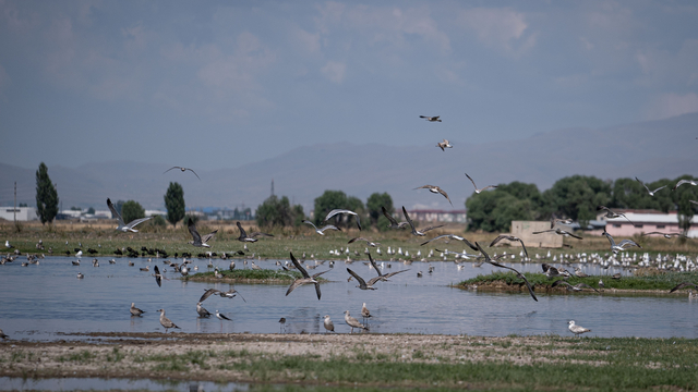Erzurum'un sulak alanlarını ziyaret eden kuş sayısı arttı