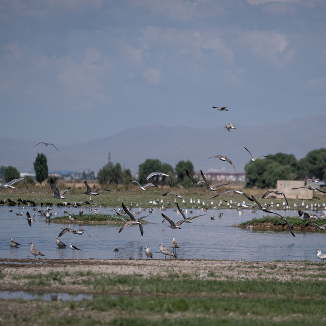 Erzurum'un sulak alanlarını ziyaret eden kuş sayısı arttı