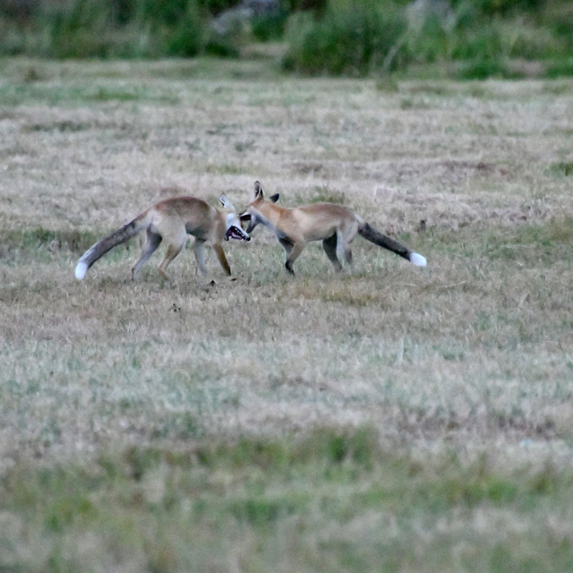 Kars'ta kızıl tilki yavrularının oyunu görüntülendi