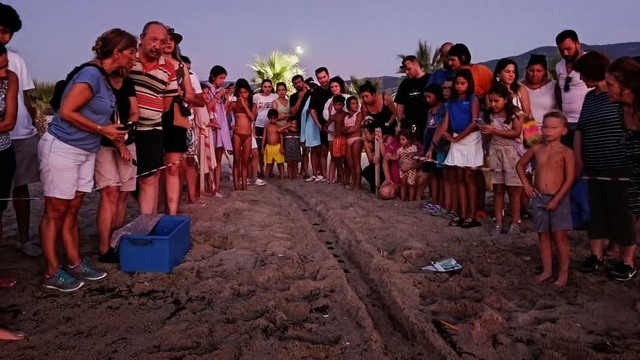 Kuşadası'nda caretta caretta yavruları denizle buluştu
