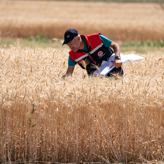 Erzurum'da biçerdöverler, dane kaybını önlemek için denetleniyor
