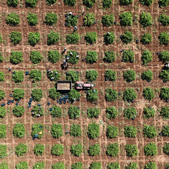 "Kilis horoz karası" üzümünde hasat başladı