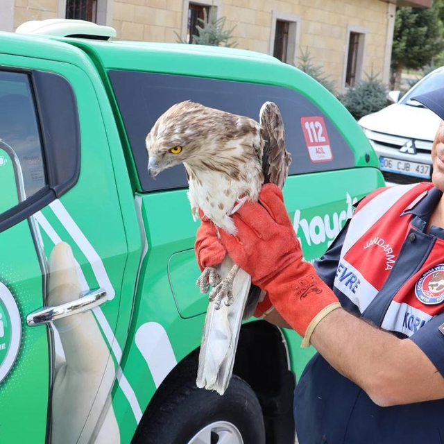 Kırşehir'de jandarmanın bulduğu yaralı yılan kartalı tedaviye alındı