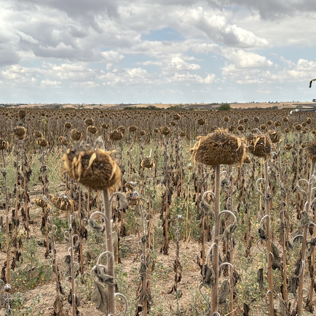 Trakya'da ayçiçeği hasadı devam ediyor