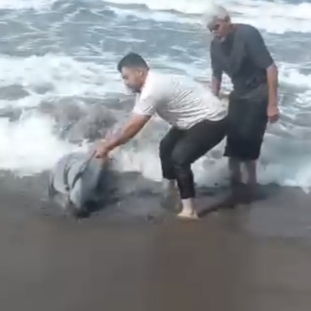 Sahile vuran yunusu denize taşıdılar