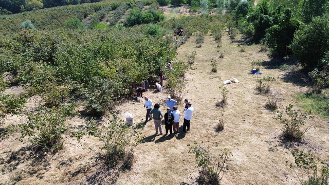 Bafra Ovası'nda fındık hasadına devam ediliyor