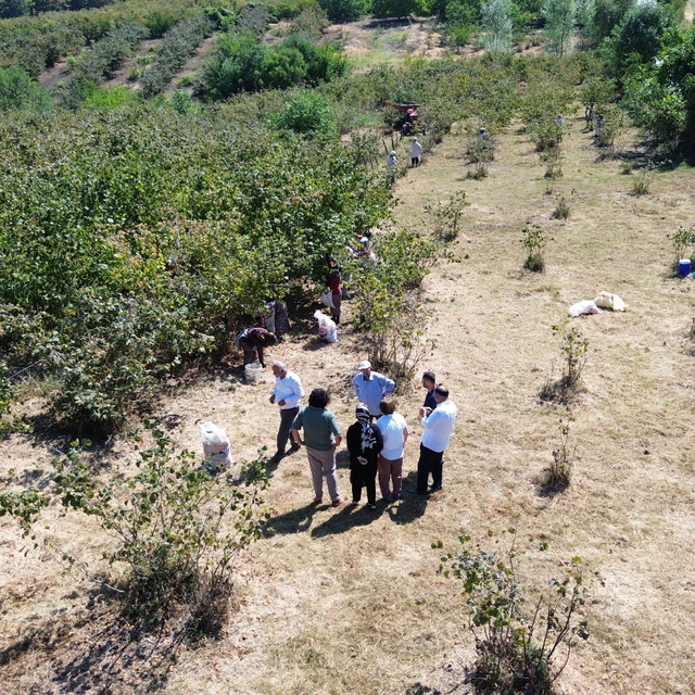 Bafra Ovası'nda fındık hasadına devam ediliyor