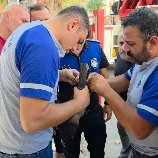 Bursa'da bacağı ipe dolandığı için ağaçta mahsur kalan kargayı itfaiye kurt...