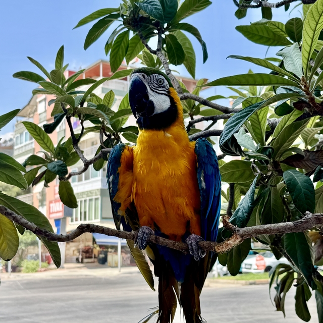 Antalya'da çalındığı öne sürülen papağan bulundu