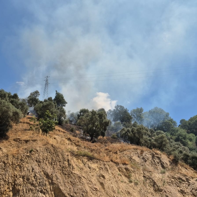 Aydın'da zeytinlik alanda çıkan yangın kontrol altına alındı