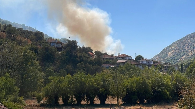 Aydın'da zeytinlikte çıkan yangın 1,5 saatte kontrol altına alındı