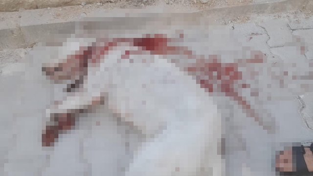 Hamile sokak köpeğini av tüfeği ile ağır yaralayan şüpheli, tutuklandı