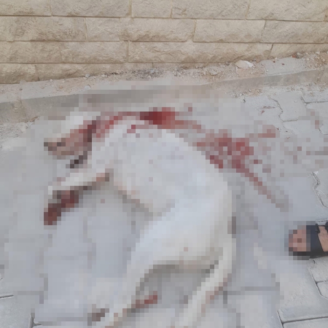 Hamile sokak köpeğini av tüfeği ile ağır yaralayan şüpheli, tutuklandı