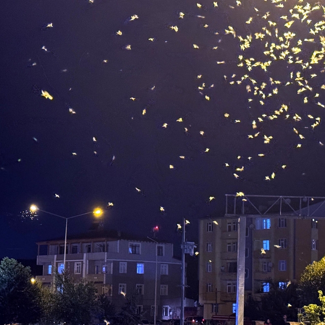 Ardahan'da sineklerin "ölüm dansı" sona erdi