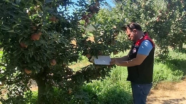 Amasya'da meyve bahçelerinde zararlı kontrolleri sürüyor