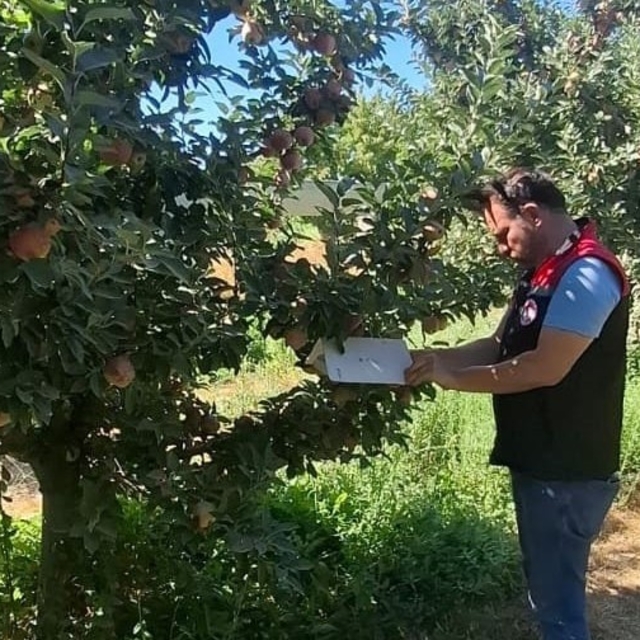 Amasya'da meyve bahçelerinde zararlı kontrolleri sürüyor