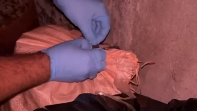 Ahırdaki arı kovanlarının arkasına gizlenmiş uyuşturucu ele geçirildi