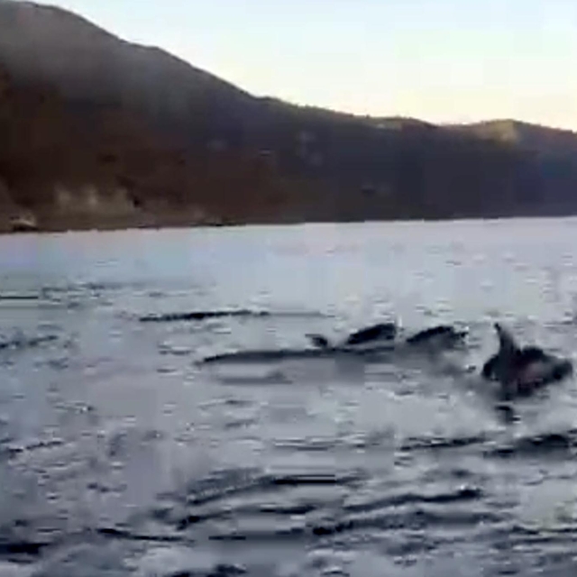 Tekirdağ açıklarında yunuslar görüntülendi