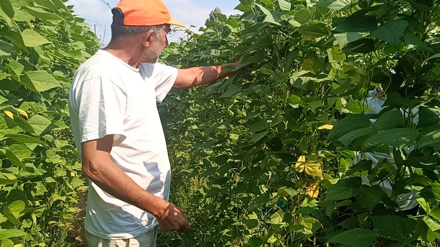 Bilecik'in "Pazaryeri boncuğu" fasulyesinde yüksek sıcaklık ve kuraklık nedeniyle verim düştü