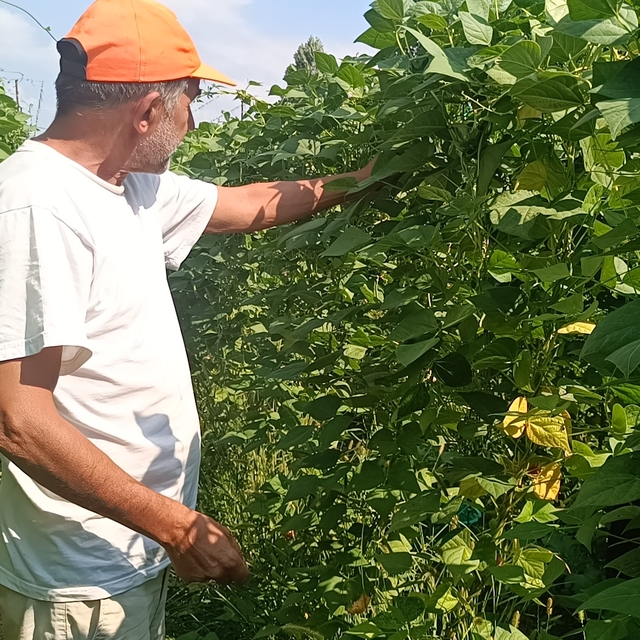 Bilecik'in "Pazaryeri boncuğu" fasulyesinde yüksek sıcaklık ve kuraklık ned...
