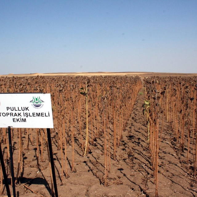 Edirne'de ayçiçeği araştırması; kuraklığı bağlı olarak yüzde 50'den fazla v...