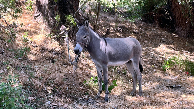 Edirne'de otogarın maskotu 'Kadife', sahibine kavuştu