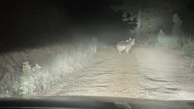 Ayı ve yavrusunun taksiye saldırma anı kamerada