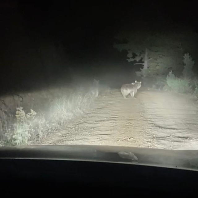 Ayı ve yavrusunun taksiye saldırma anı kamerada