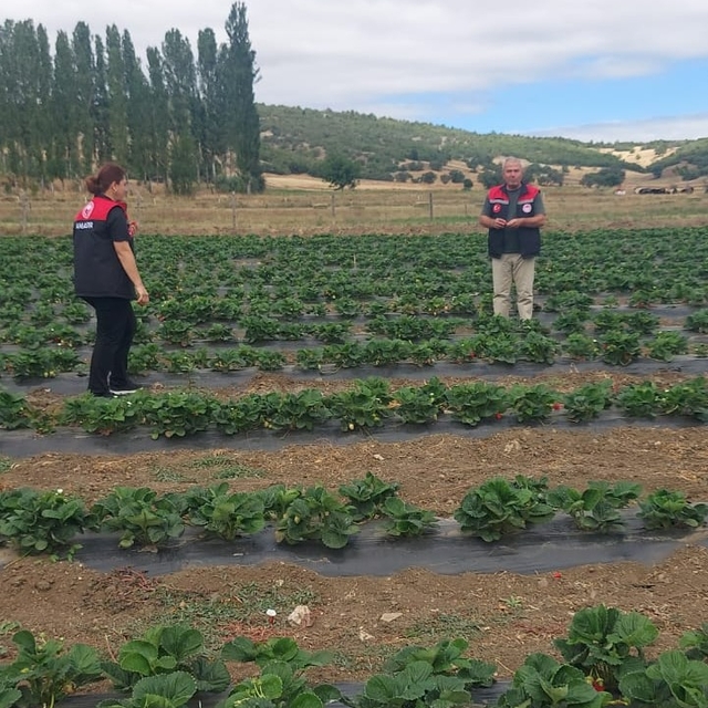 Amasya'da çilek fidelerinde fenolojik gözlemler yapıldı