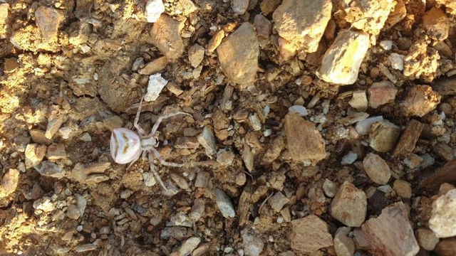 Yalova'da görülen 'insan yüzlü örümcek' şaşırttı