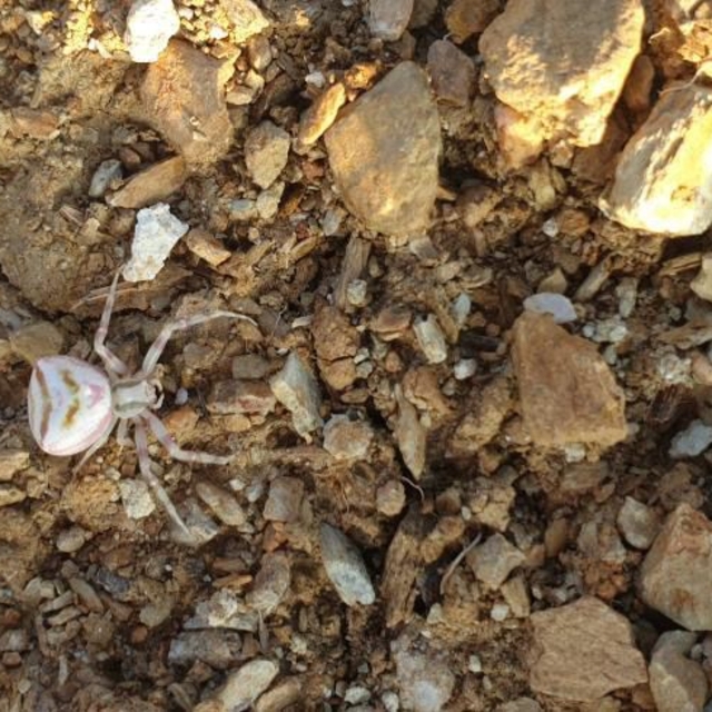 Yalova'da görülen 'insan yüzlü örümcek' şaşırttı