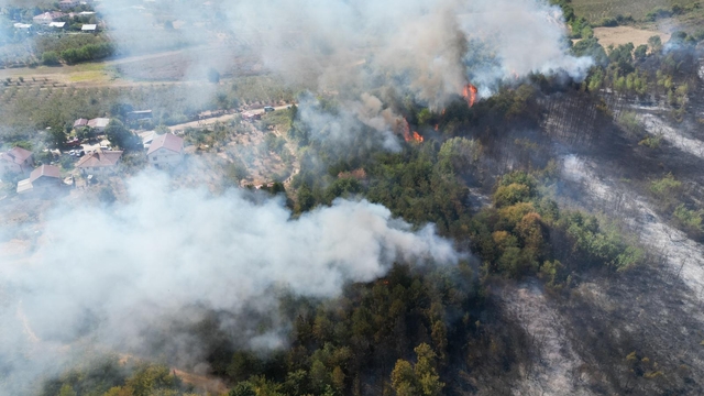 Sakarya'da orman yangını (2)