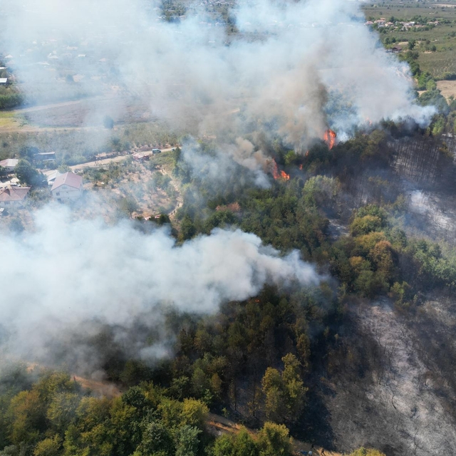 Sakarya'da orman yangını (2)