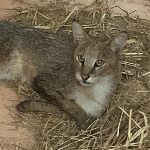 Aydın'da bitkin halde bulunan soyu tehlike altındaki "saz kedisi" tedavi al...