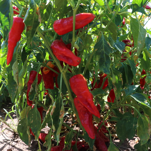 Kilis'te kırmızı biber hasadı başladı