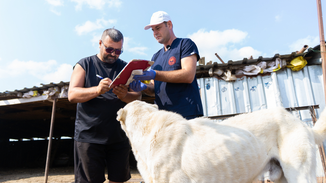 Çanakkale'de çoban köpekleri kimliklendiriliyor