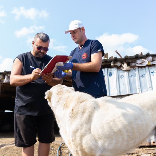 Çanakkale'de çoban köpekleri kimliklendiriliyor