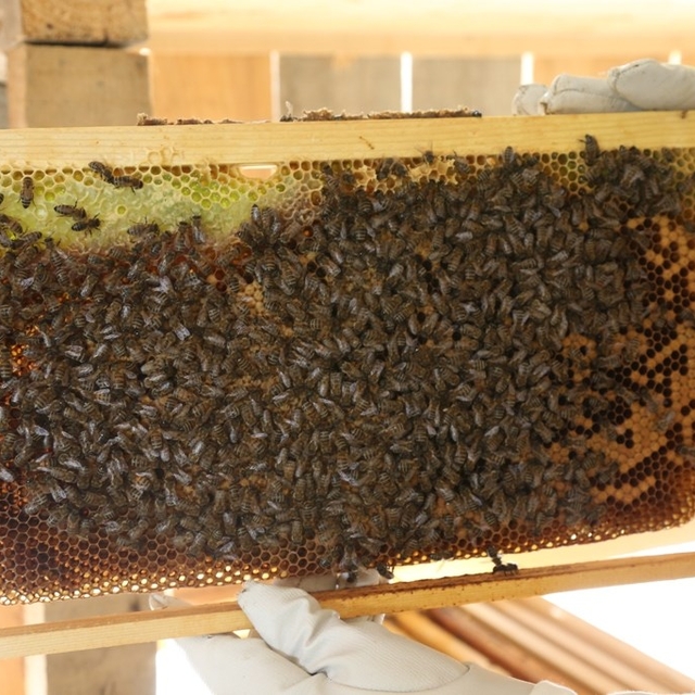 Artvin'de bal fiyatları belirlendi