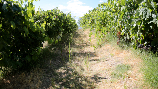 Safranbolu'nun coğrafi işaretli "çavuş üzümü"nde üreticiler hasat mesaisinde